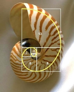 Shell with squares on it. Each square has the square of a Fibonacci number. The squares increase in the Fibonacci sequence